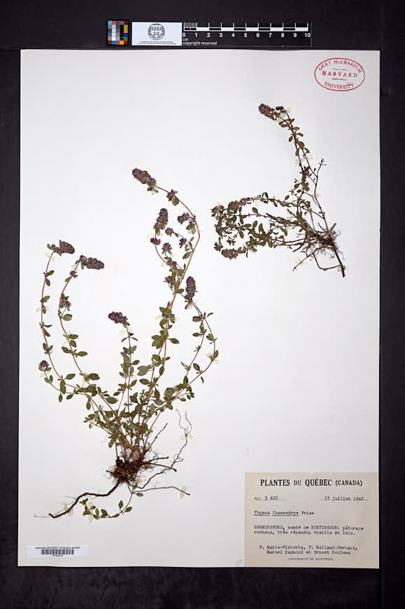 Thymus pulegioides subsp. pulegioides image