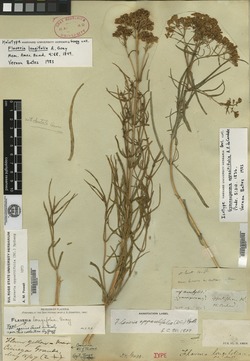 Flaveria longifolia image