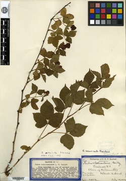 Rubus rhodinsulanus image