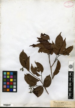 Couepia guianensis subsp. glandulosa image