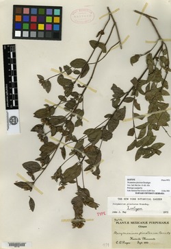 Perymenium pinetorum image