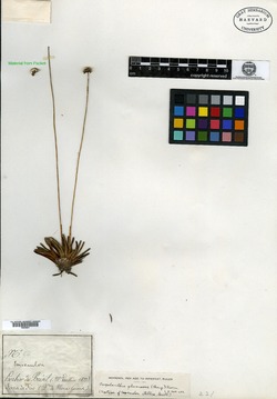 Paepalanthus albidus image