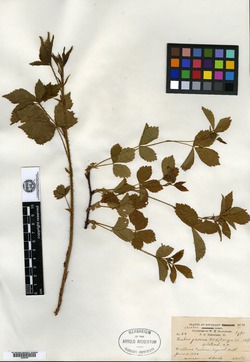 Rubus jacens image