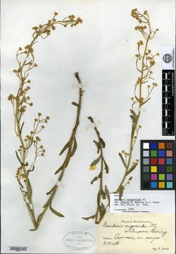 Baccharis erigeroides var. dusenii image