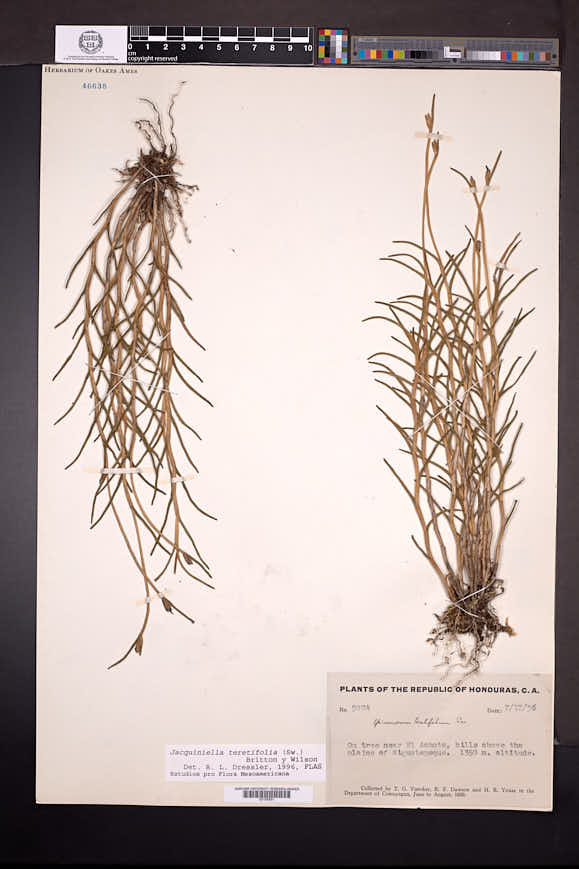 Jacquiniella teretifolia image