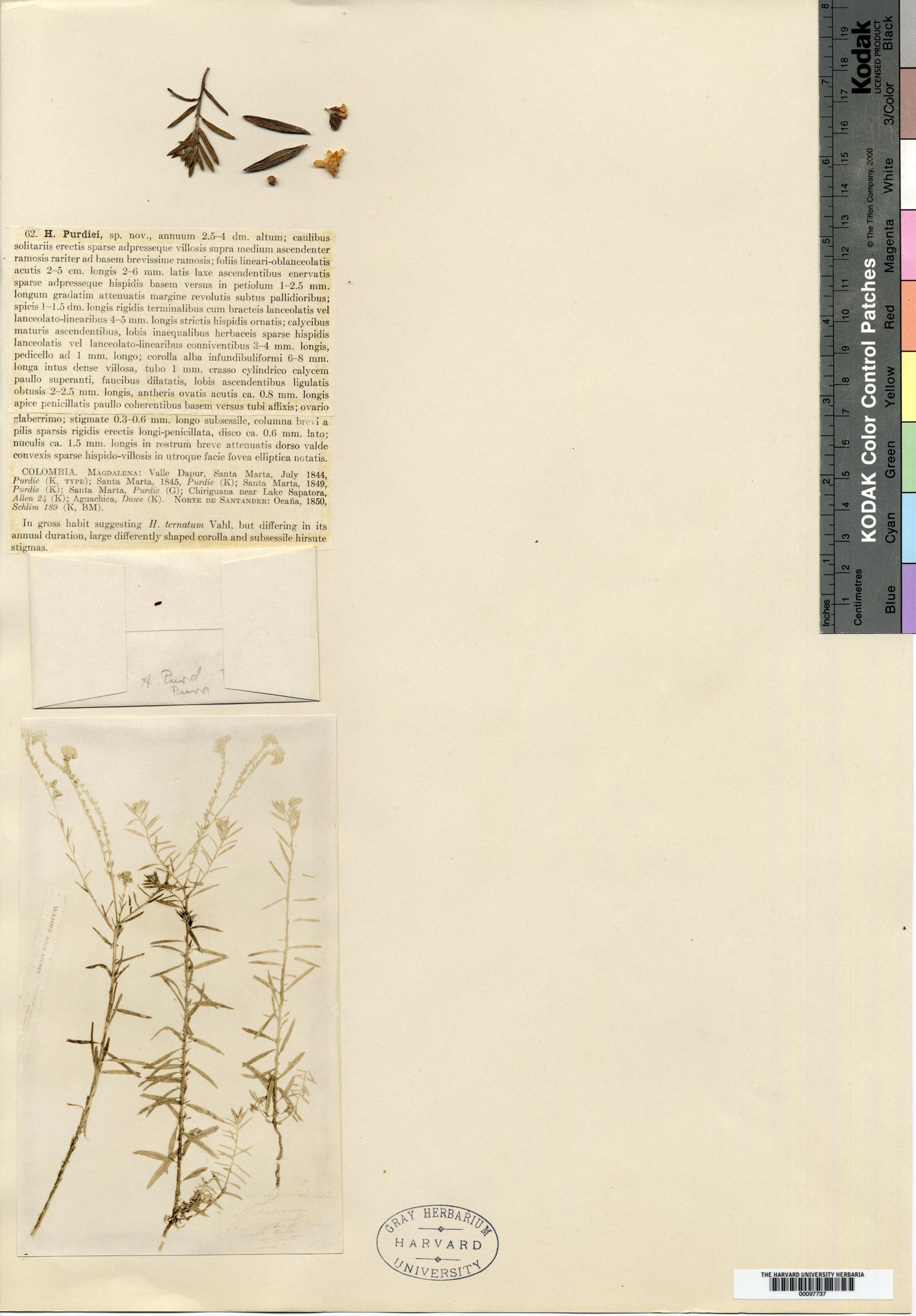 Heliotropium schreiteri image