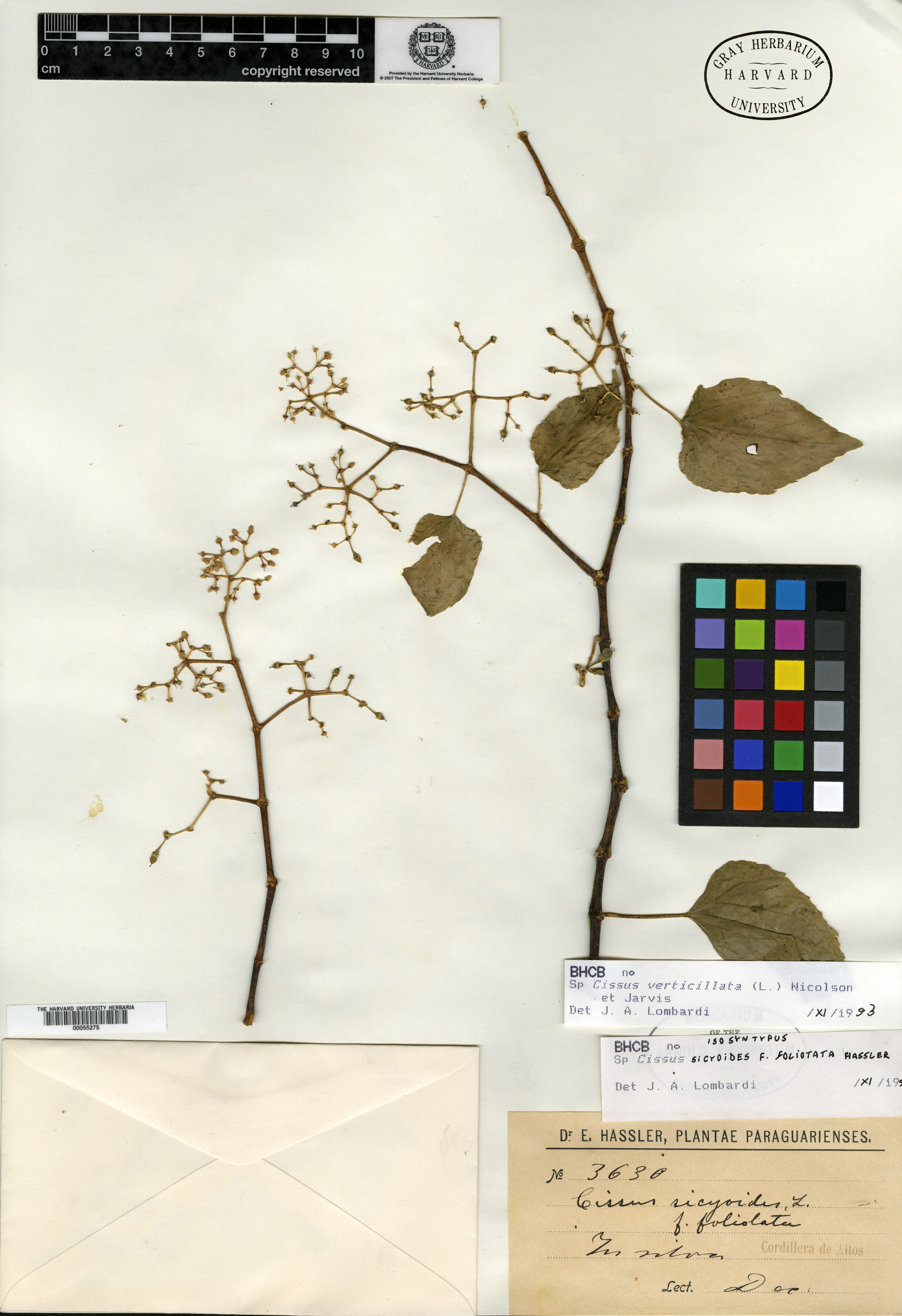 Cissus verticillata subsp. verticillata image