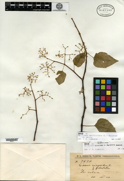 Cissus verticillata subsp. verticillata image