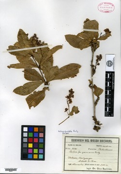 Berberis densifolia image