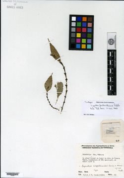 Lepanthes dunstervilleorum image