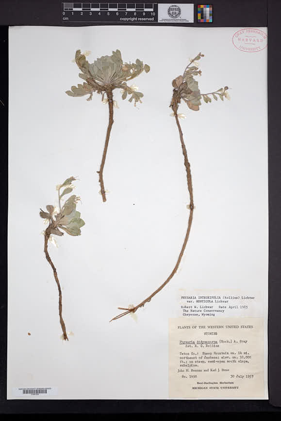 Physaria integrifolia image