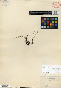 Mastigostyla tunariensis image
