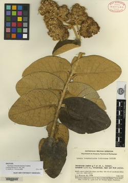 Gynoxys tomentosissima image
