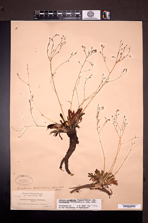 Lewisia columbiana subsp. wallowensis image