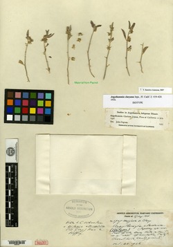 Argythamnia clariana image