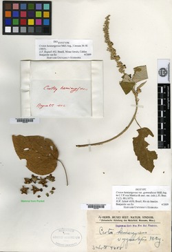 Croton hemiargyreus image