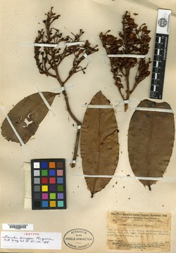 Ouratea parvifolia image