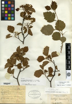 Crataegus minutiflora image