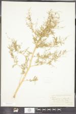 Chenopodium macrocalycium image