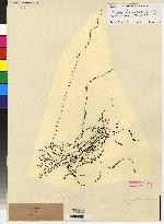 Telipogon costaricensis image