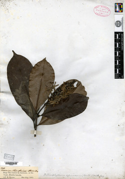 Retiniphyllum speciosum image