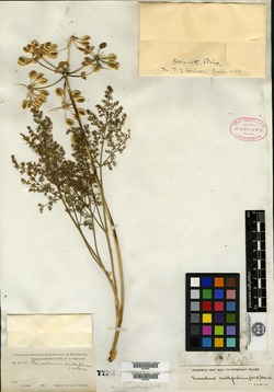 Peucedanum millefolium image