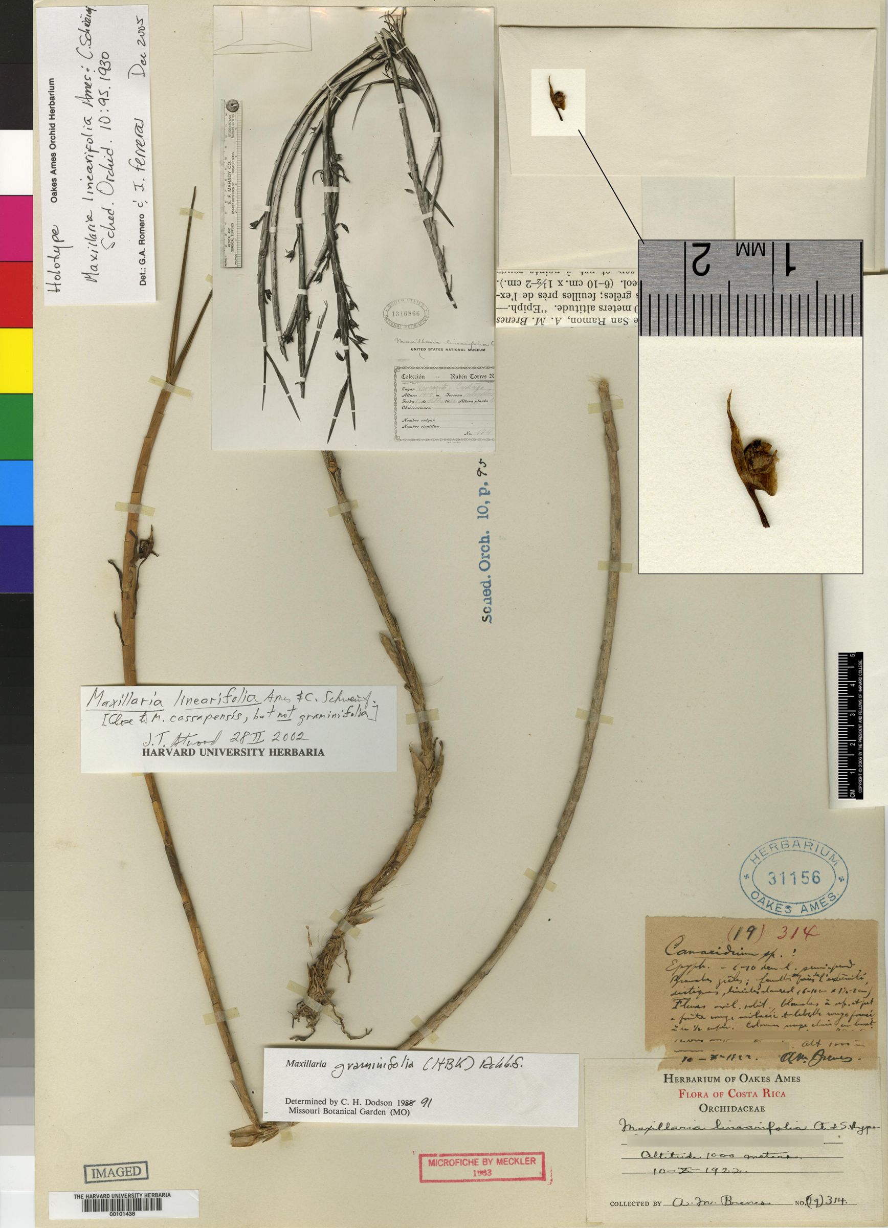 Maxillaria linearifolia image
