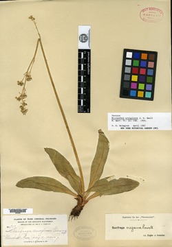 Micranthes arnoglossa image