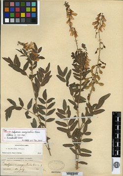 Hedysarum marginatum image