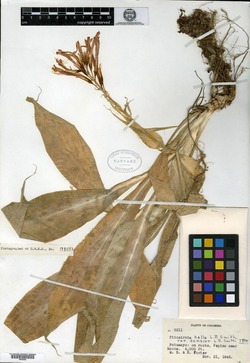 Pitcairnia cylindrostachya image