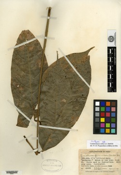 Lonchocarpus utilis image