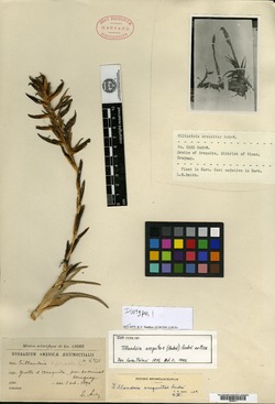 Racinaea tetrantha var. caribaea image