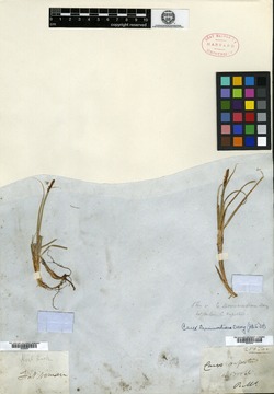 Carex drummondiana image