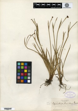 Sisyrinchium macrocarpon image