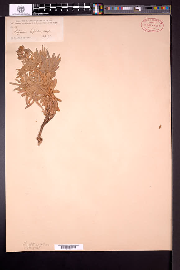 Lupinus obtusilobus image