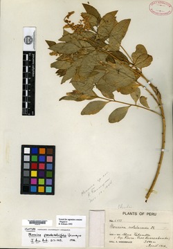 Monnina pseudosalicifolia image