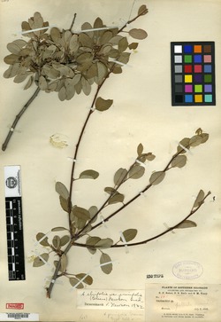 Amelanchier prunifolia image