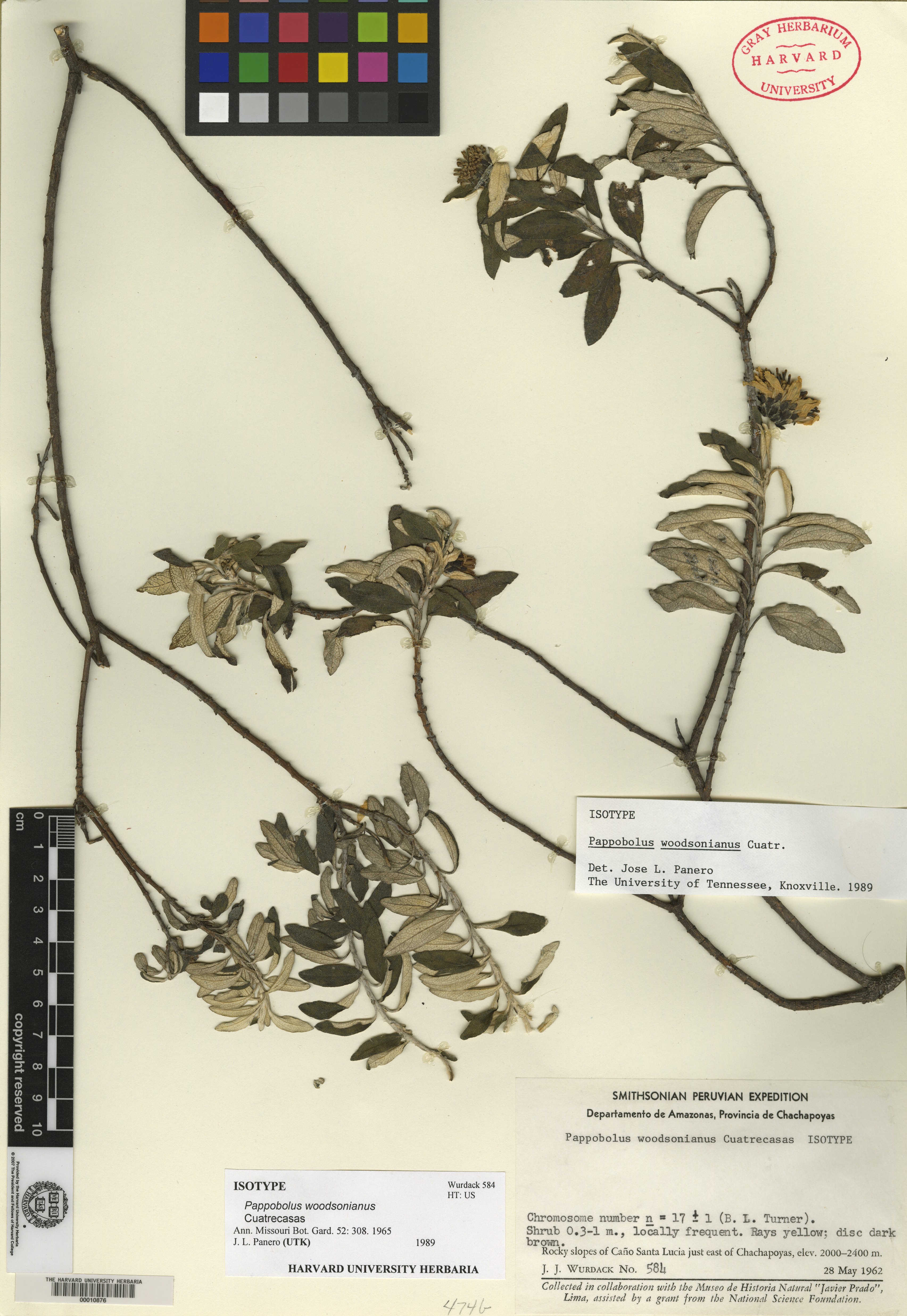 Pappobolus woodsonianus image
