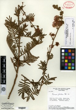 Mimosa subsericea image