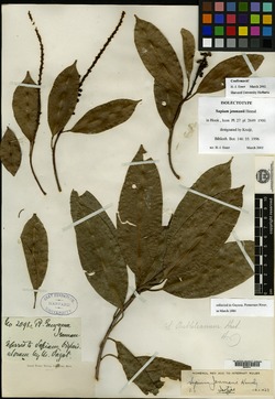 Sapium paucinervium image
