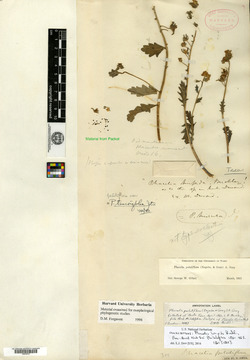 Phacelia hispida image