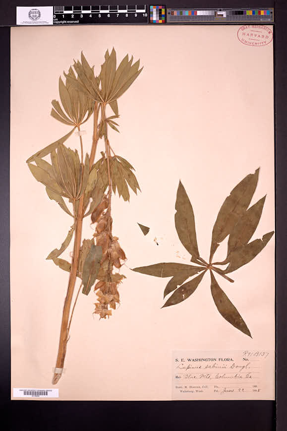 Lupinus sabinianus image