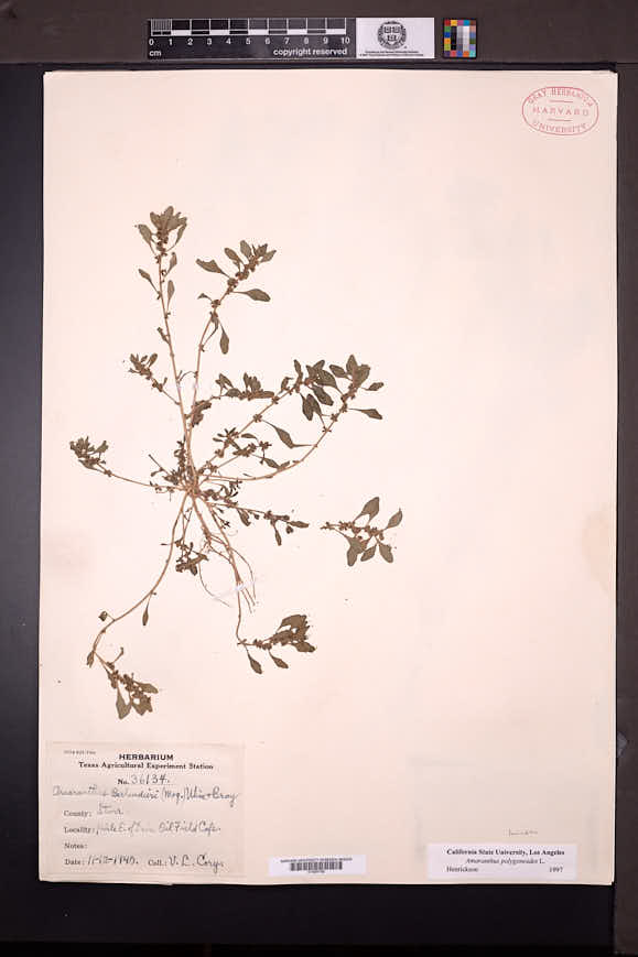 Amaranthus polygonoides image