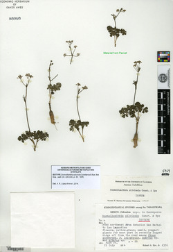 Donnellsmithia silvicola image