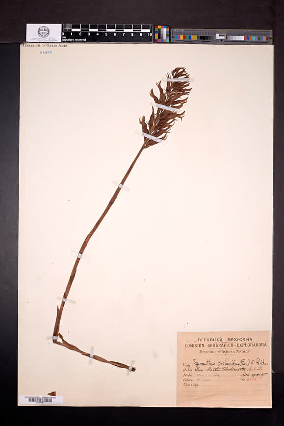 Sacoila lanceolata image