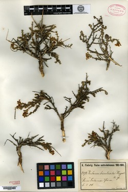 Verbena bisulcata image