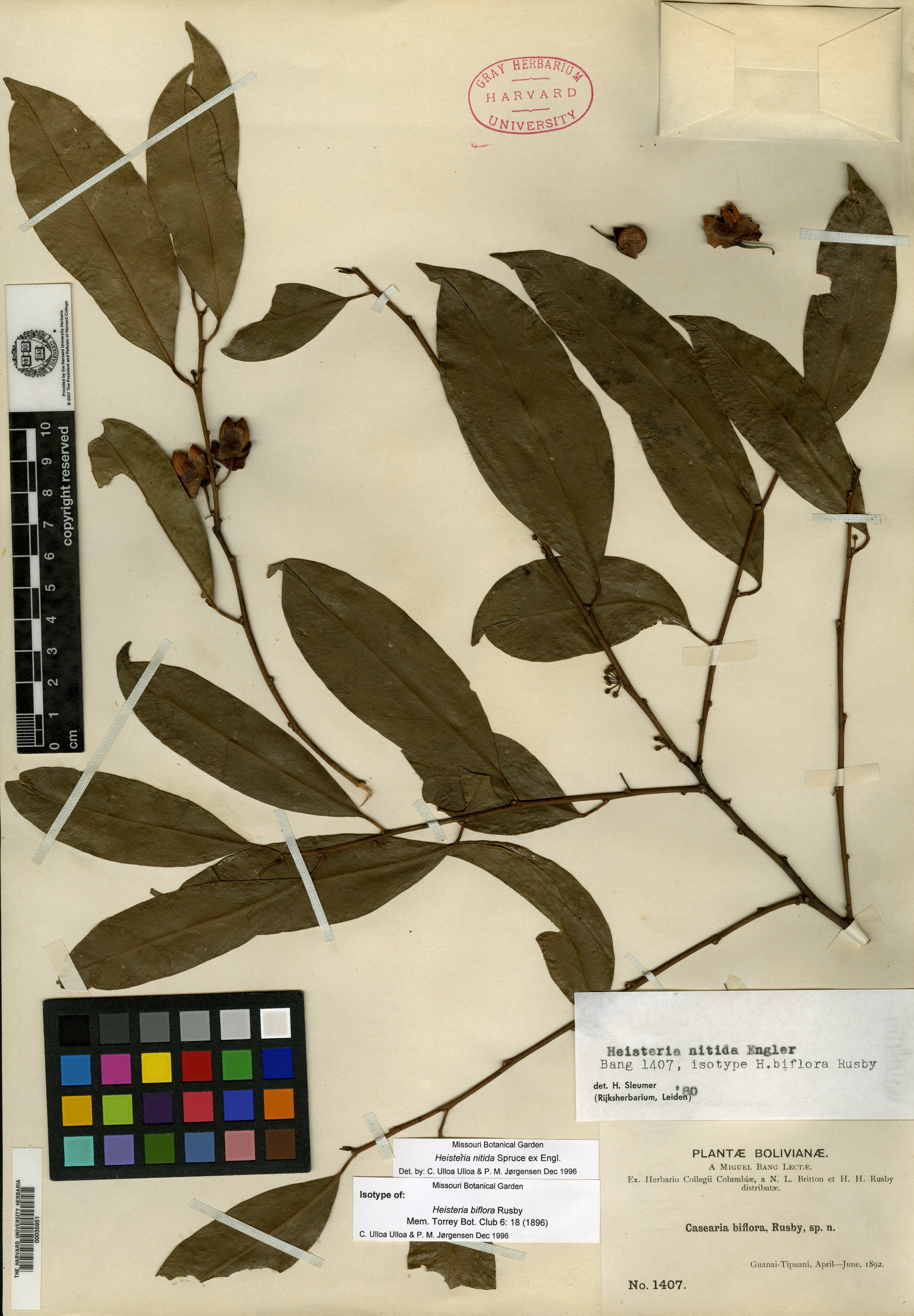 Heisteria biflora image