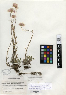 Antennaria alborosea image