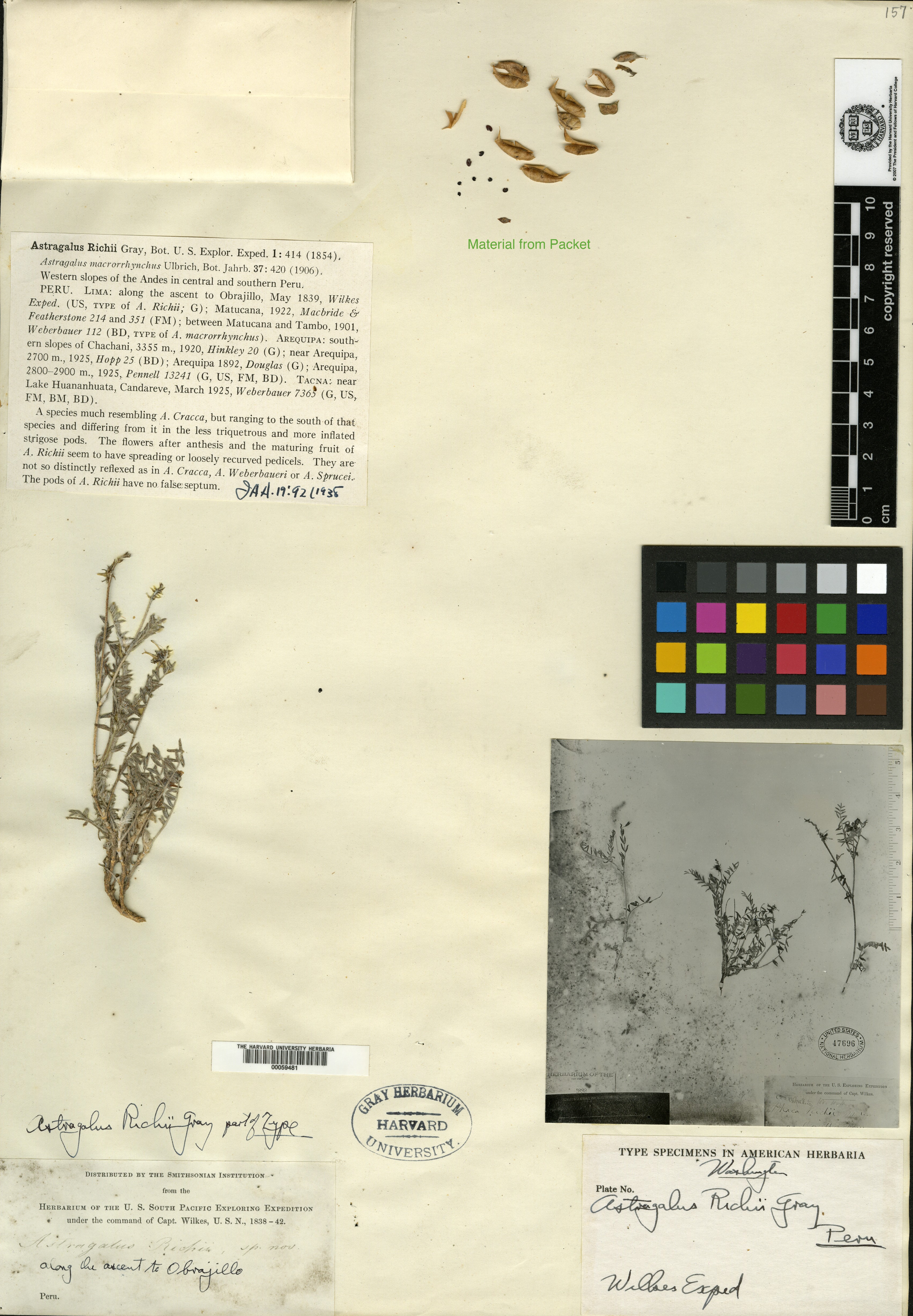 Astragalus scorpiurus image