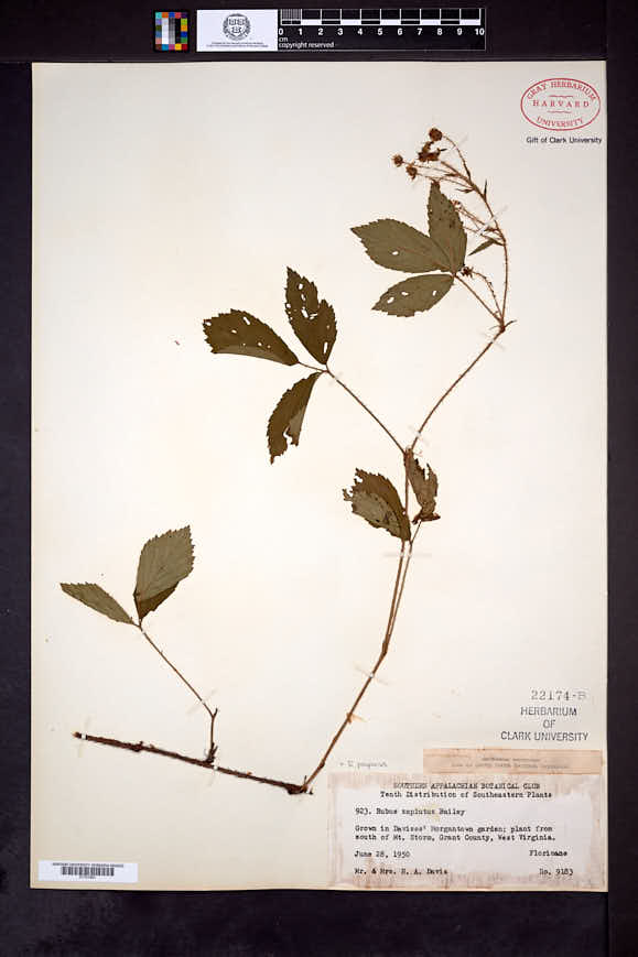 Rubus paganus image